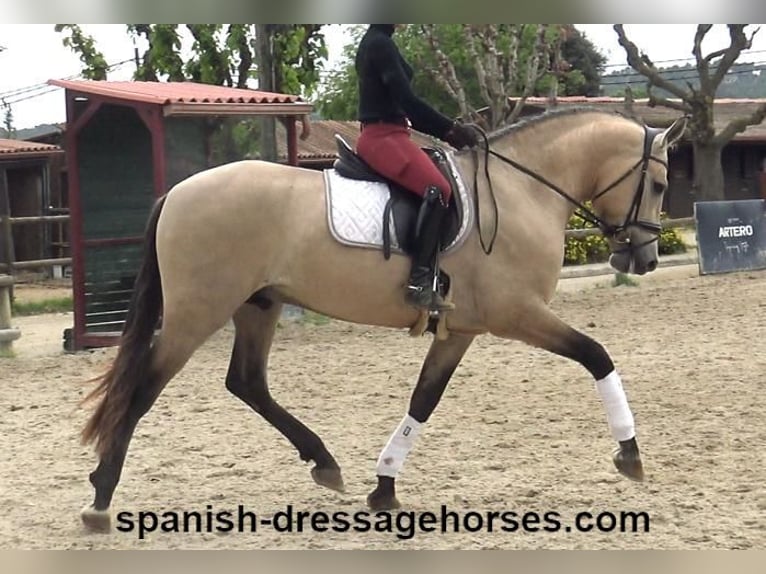 PRE Mix Stallion 3 years 16 hh Dun in Barcelona