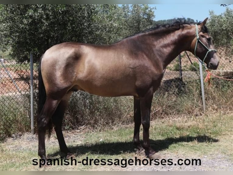 PRE Mix Stallion 3 years 16 hh Dun in Barcelona