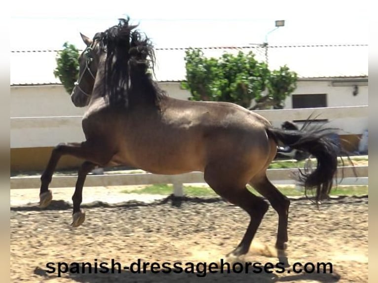 PRE Mix Stallion 3 years 16 hh Dun in Barcelona