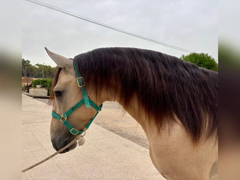 PRE Mix Stallion 3 years 16 hh Dun in Hamburg