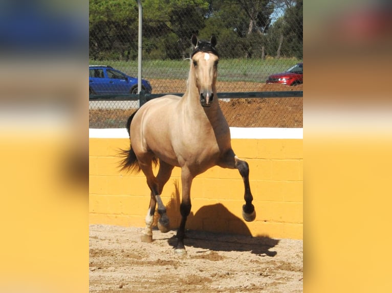 PRE Mix Stallion 3 years 16 hh Dun in Hamburg