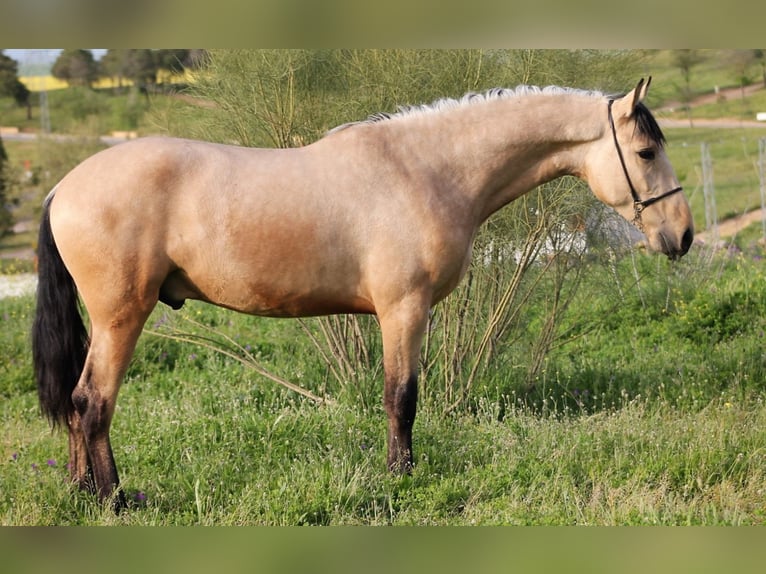 PRE Mix Stallion 3 years 16 hh Dun in Chiclana de la Frontera