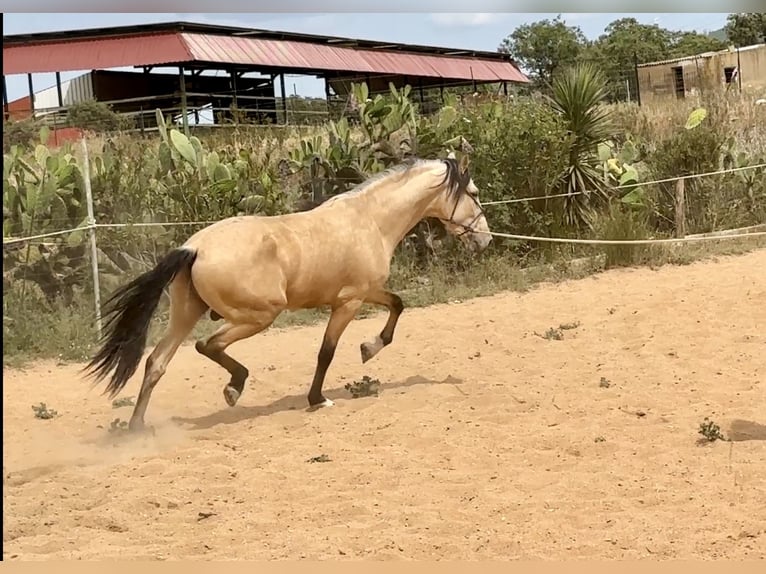 PRE Mix Stallion 3 years 16 hh Dun in Galaroza (Huelva)