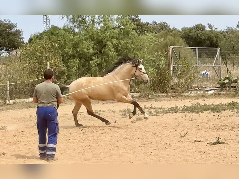 PRE Mix Stallion 3 years 16 hh Dun in Galaroza (Huelva)