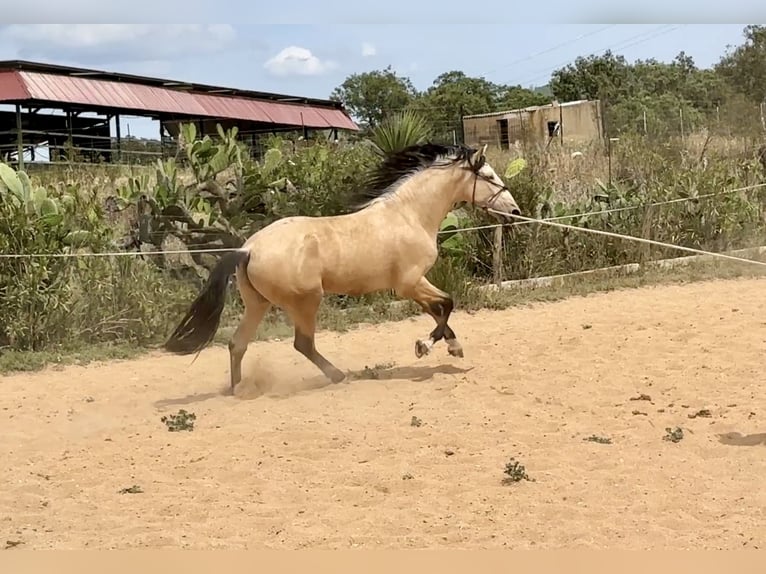 PRE Mix Stallion 3 years 16 hh Dun in Galaroza (Huelva)