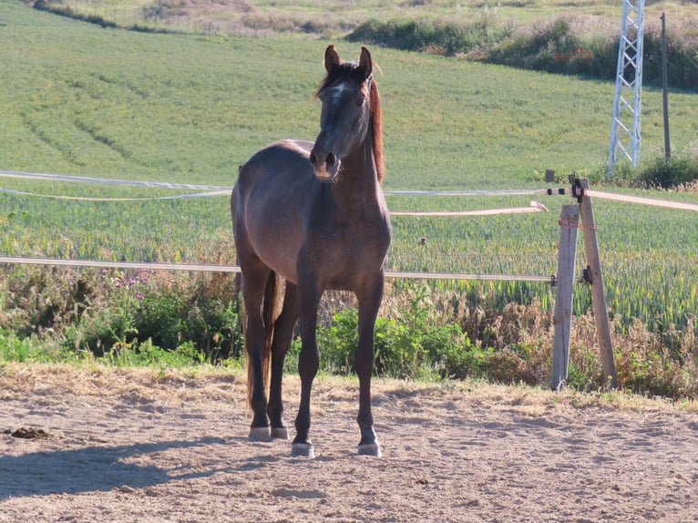 PRE Mix Stallion 3 years 16 hh Gray in Torres De La Alameda