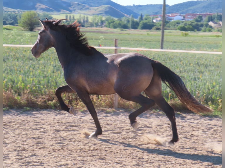 PRE Mix Stallion 3 years 16 hh Gray in Torres De La Alameda