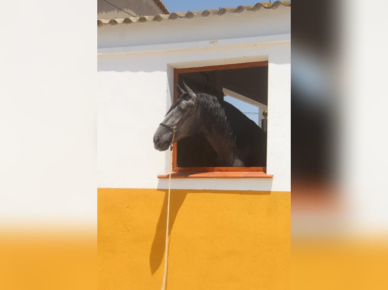 PRE Mix Stallion 3 years 16 hh Gray-Dapple in Hamburg