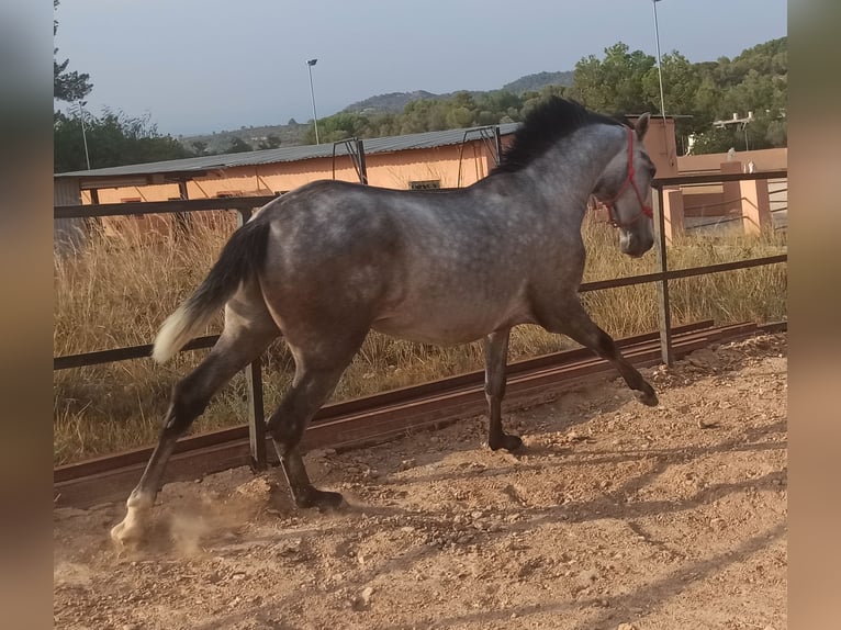 PRE Stallion 3 years 16 hh Gray-Dapple in Pedralba