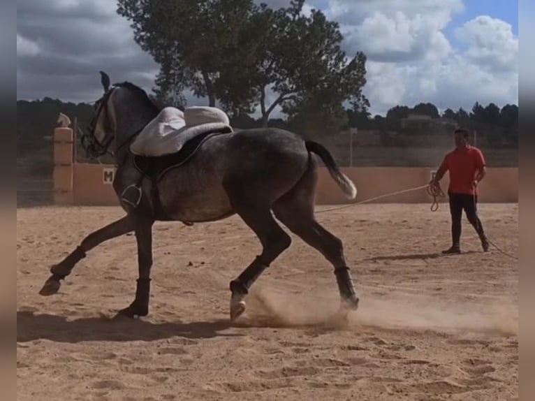 PRE Stallion 3 years 16 hh Gray-Dapple in Pedralba