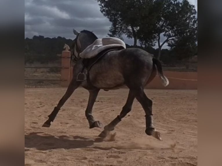 PRE Stallion 3 years 16 hh Gray-Dapple in Pedralba