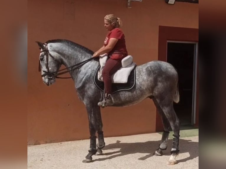 PRE Stallion 3 years 16 hh Gray-Dapple in Pedralba