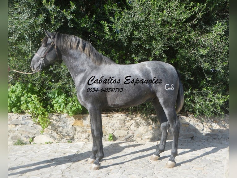 PRE Stallion 3 years 16 hh Gray-Dark-Tan in Vejer de la Frontera