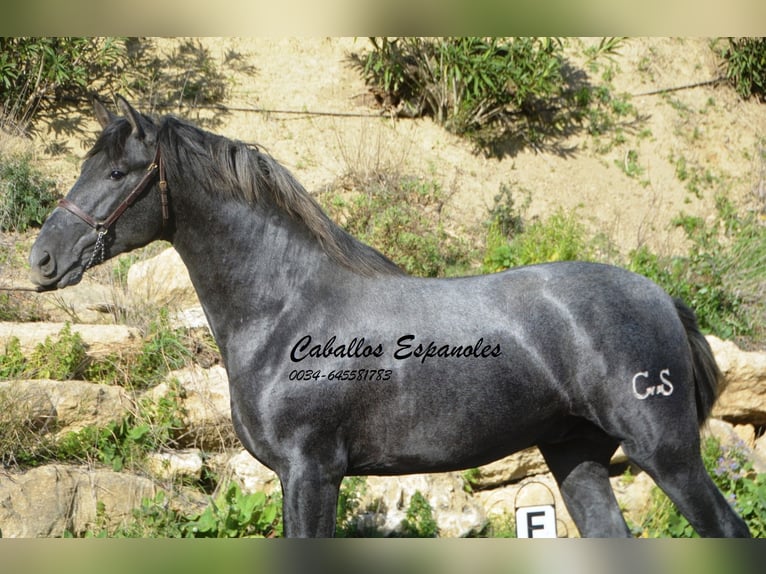 PRE Stallion 3 years 16 hh Gray-Dark-Tan in Vejer de la Frontera