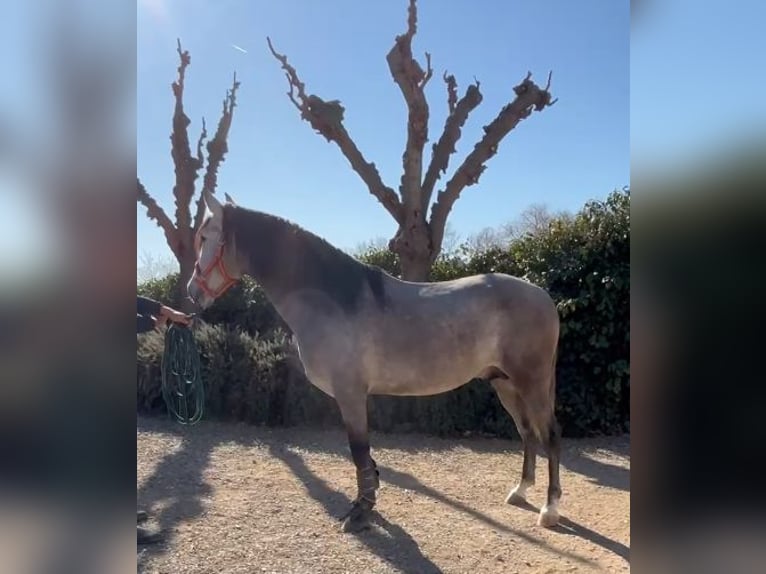 PRE Mix Stallion 3 years 16 hh Gray in Barcelona