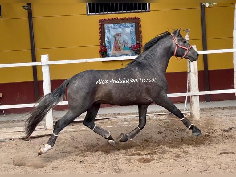 PRE Mix Stallion 3 years 16 hh Gray in Sevilla