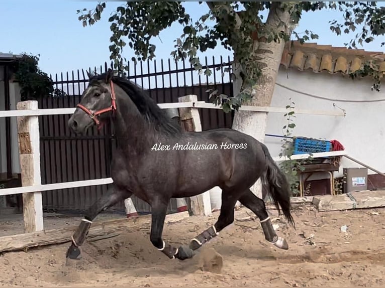 PRE Mix Stallion 3 years 16 hh Gray in Sevilla