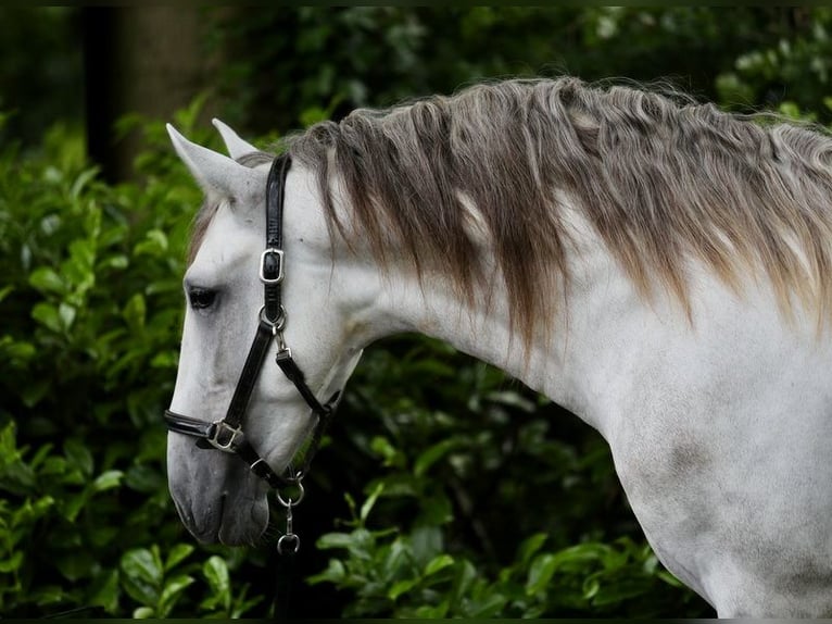 PRE Stallion 3 years 16 hh Gray in Emsb&#xFC;ren