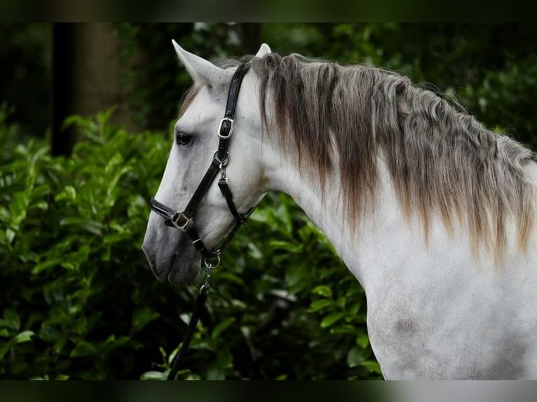 PRE Stallion 3 years 16 hh Gray in Emsb&#xFC;ren