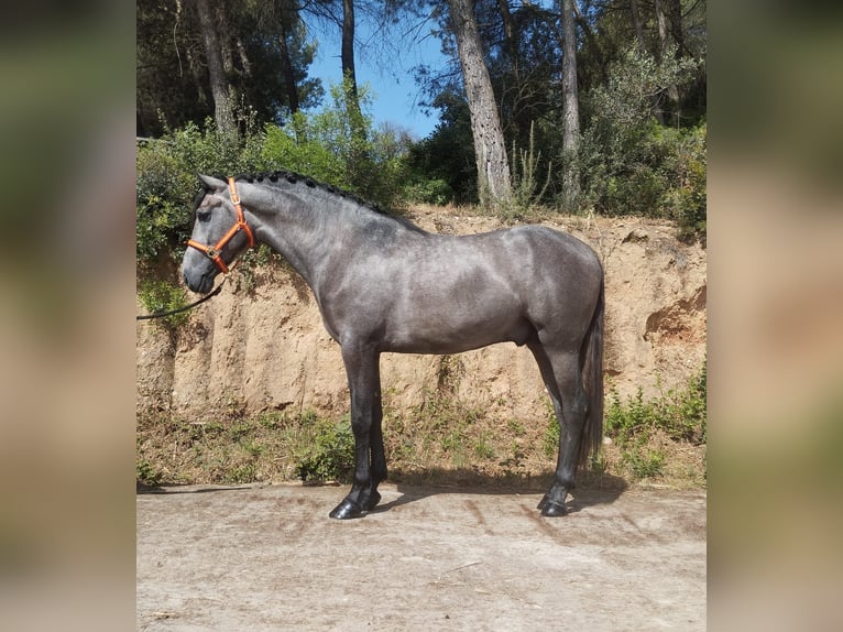 PRE Mix Stallion 3 years 16 hh Gray in Terrassa