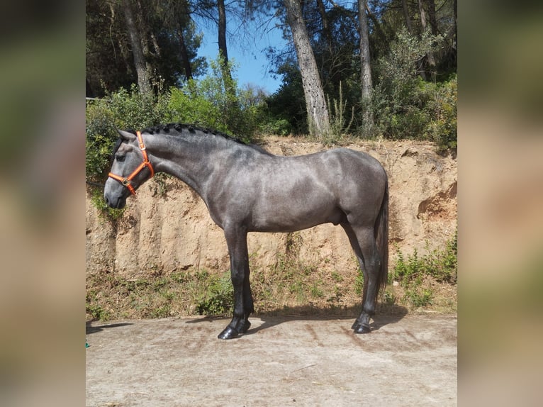 PRE Mix Stallion 3 years 16 hh Gray in Terrassa