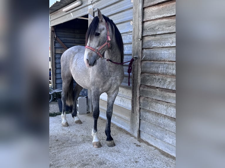 PRE Mix Stallion 3 years 16 hh Gray in Villena