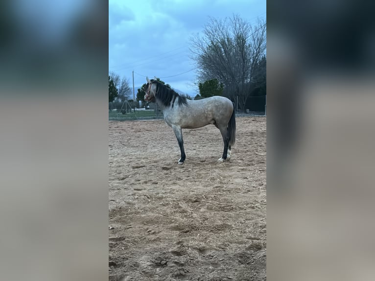 PRE Mix Stallion 3 years 16 hh Gray in Villena