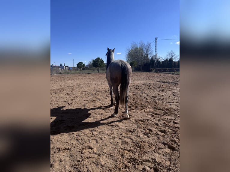 PRE Mix Stallion 3 years 16 hh Gray in Villena