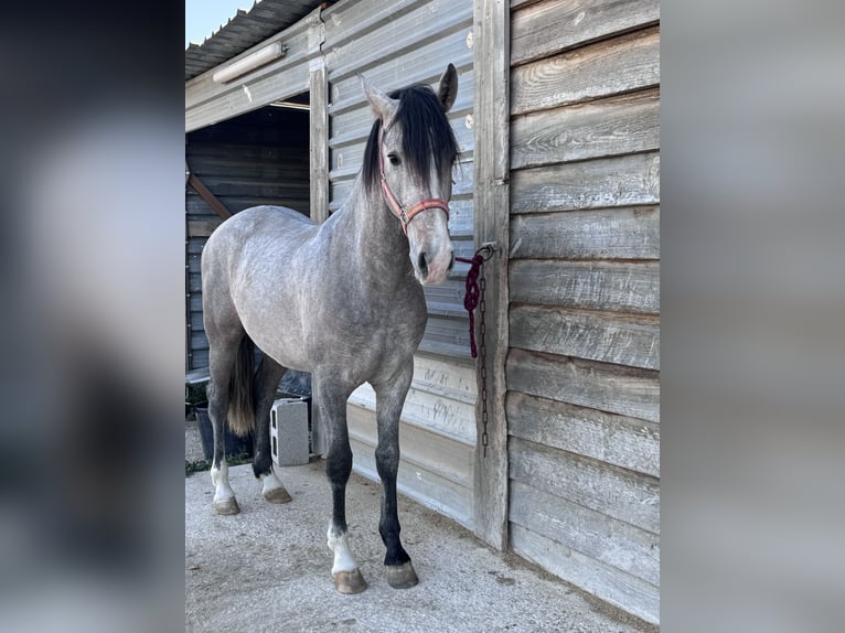 PRE Mix Stallion 3 years 16 hh Gray in Villena