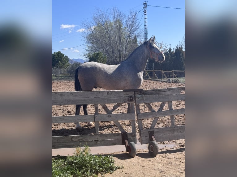 PRE Mix Stallion 3 years 16 hh Gray in Villena
