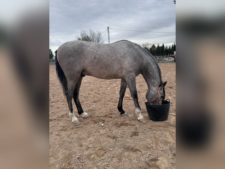 PRE Mix Stallion 3 years 16 hh Gray in Villena