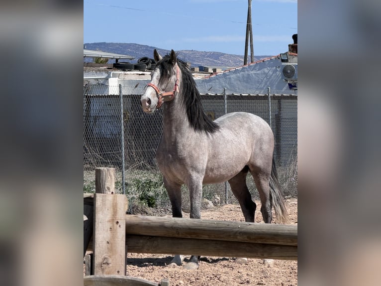 PRE Mix Stallion 3 years 16 hh Gray in Villena