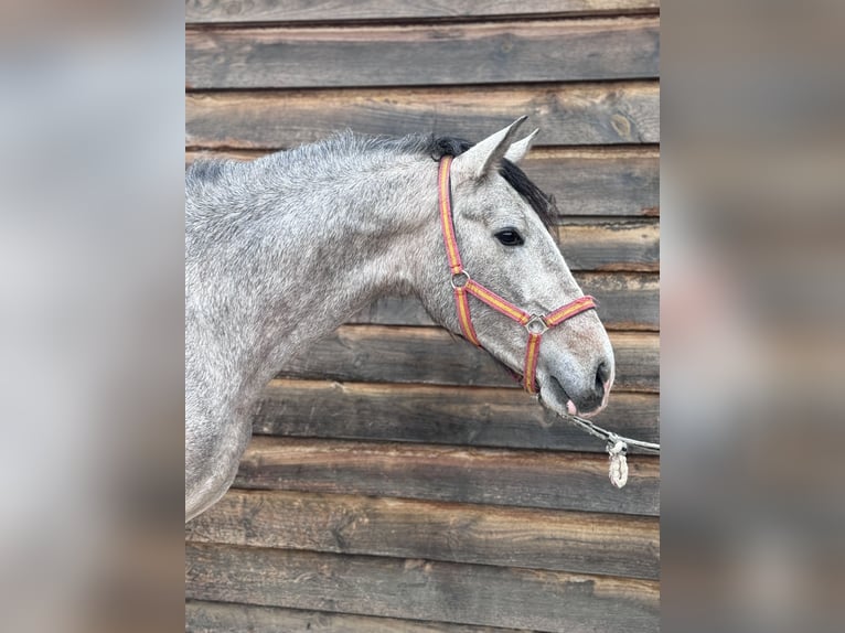 PRE Mix Stallion 3 years 16 hh Gray in Villena