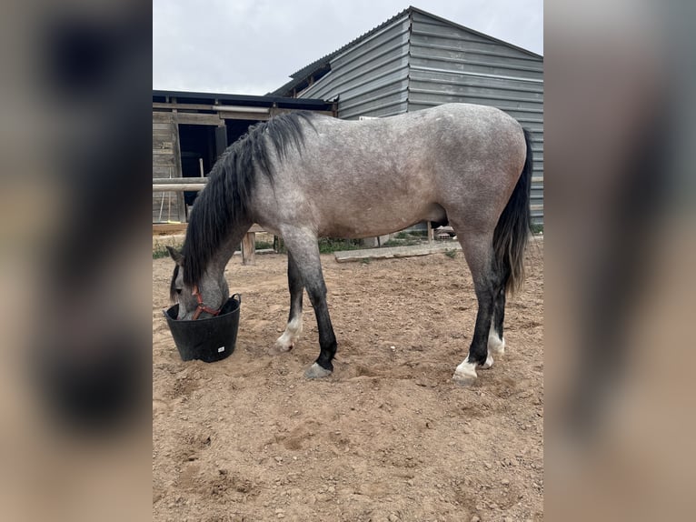 PRE Mix Stallion 3 years 16 hh Gray in Villena