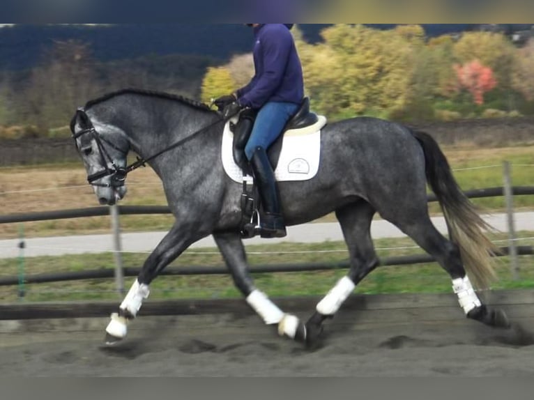 PRE Mix Stallion 3 years 16 hh Gray in Barcelona