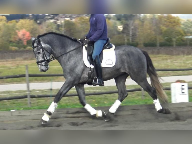 PRE Mix Stallion 3 years 16 hh Gray in Barcelona