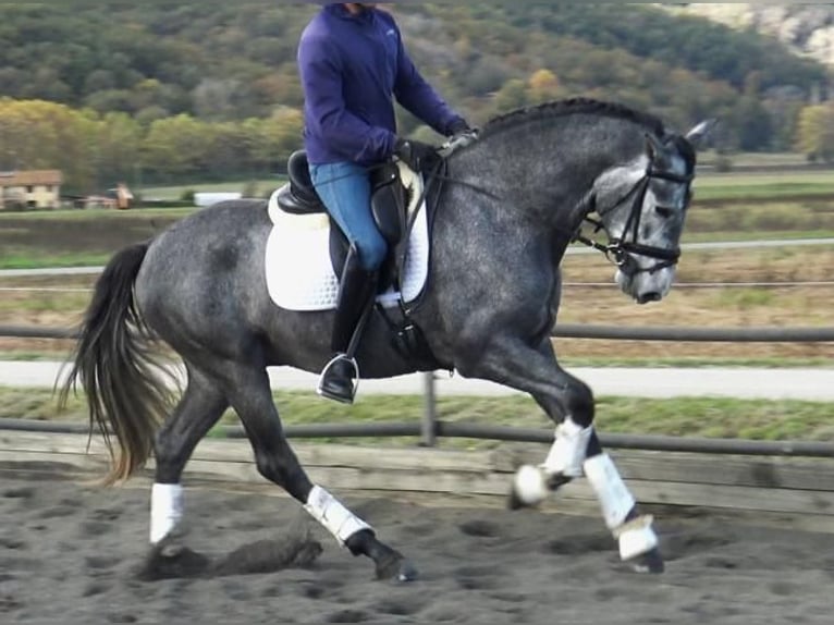 PRE Mix Stallion 3 years 16 hh Gray in Barcelona