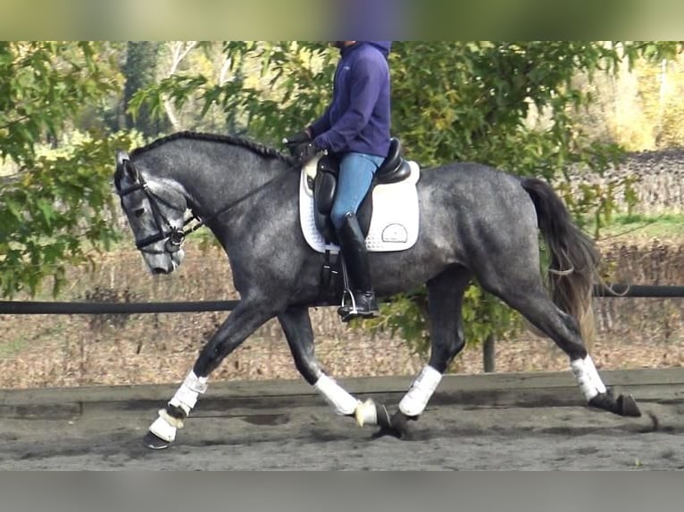 PRE Mix Stallion 3 years 16 hh Gray in Barcelona