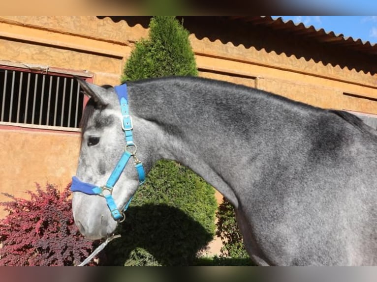 PRE Mix Stallion 3 years 16 hh Gray in Barcelona