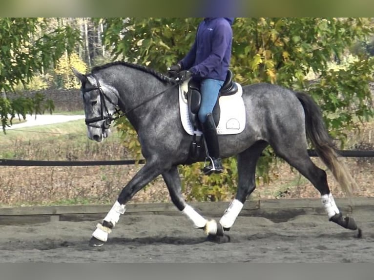 PRE Mix Stallion 3 years 16 hh Gray in Barcelona