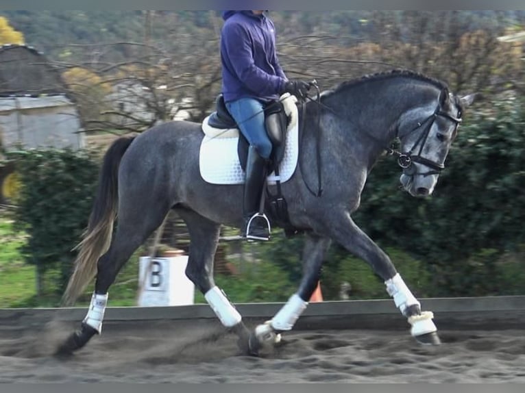 PRE Mix Stallion 3 years 16 hh Gray in Barcelona