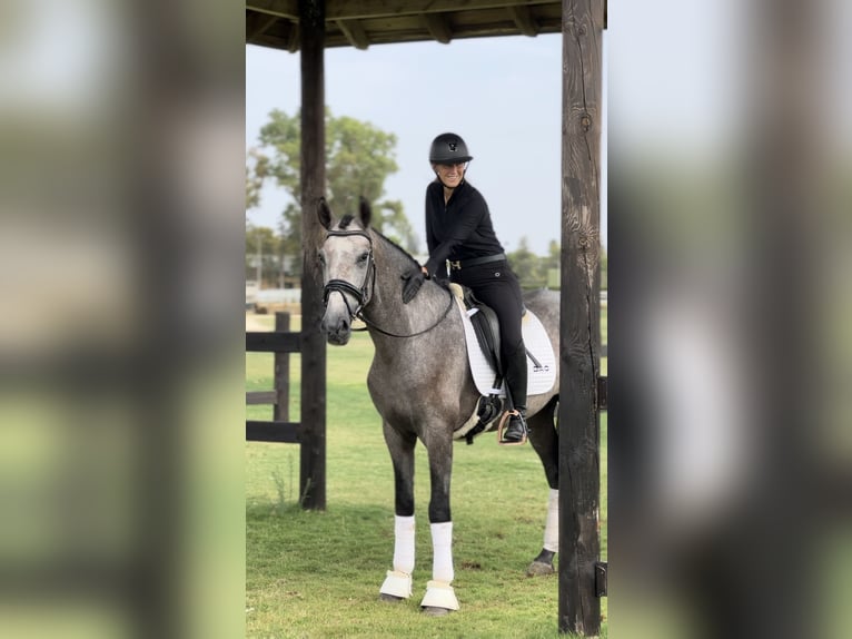 PRE Stallion 3 years 16 hh Gray in Sevilla