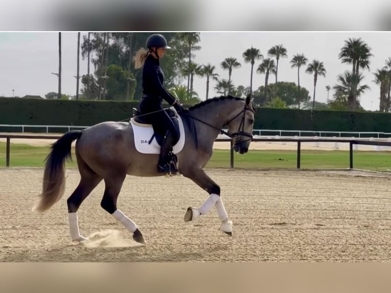 PRE Stallion 3 years 16 hh Gray in Sevilla