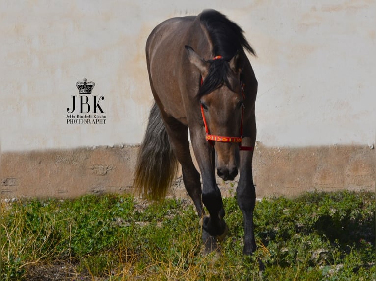 PRE Stallion 3 years 16 hh Gray in Tabernas Almeria
