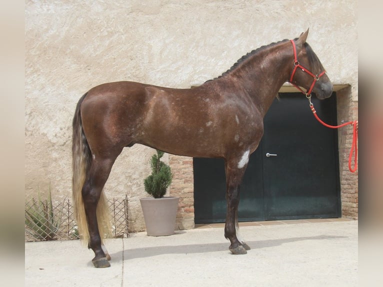 PRE Mix Stallion 3 years 16 hh Gray-Red-Tan in Hamburg