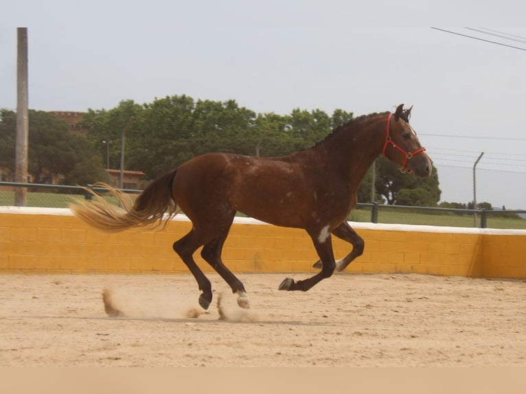 PRE Mix Stallion 3 years 16 hh Gray-Red-Tan in Hamburg