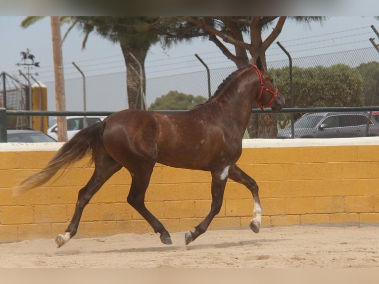 PRE Mix Stallion 3 years 16 hh Gray-Red-Tan in Hamburg