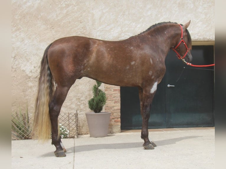 PRE Mix Stallion 3 years 16 hh Gray-Red-Tan in Hamburg