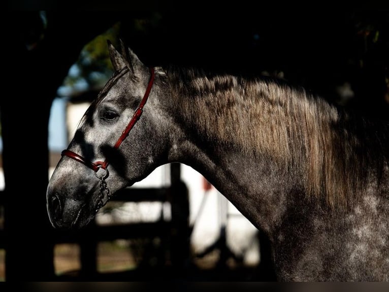 PRE Mix Stallion 3 years 16 hh Grey-Dapple in Santa Perpetua de Mogoda