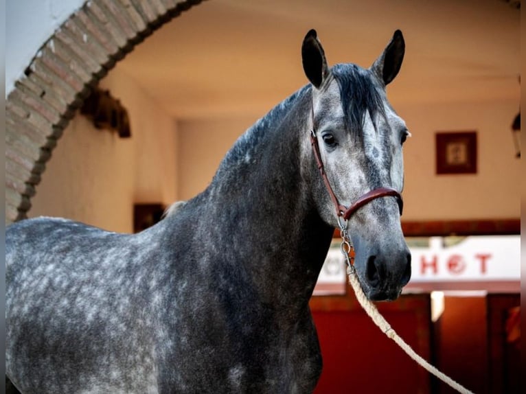 PRE Mix Stallion 3 years 16 hh Grey-Dapple in Santa Perpetua de Mogoda